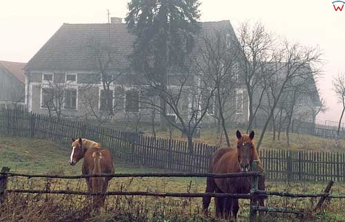 wieś Kochanówka. Konie